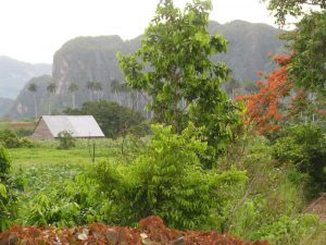 Peasant house in Viñales, Pinar del Rio - 2008