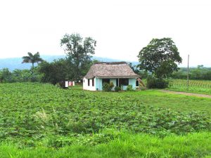 Peasant house on road to Cayo Jutía, Pinar del Rio - 2008