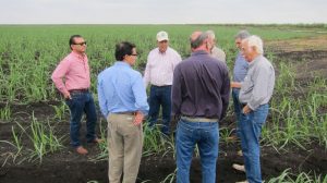 Cuban sugarcane scientists talk with growers at sugarcane farm