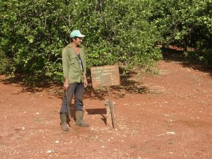 New incentive-based management system in Cuban citrus