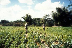 La vega de Pucho (Pucho’s field) - 1996