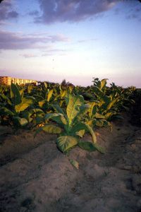 Tobacco field near the political prisoners’ colony of Briones Montoto - 1998